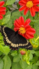 Papilio scamander
