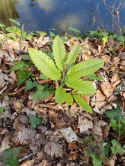 Castanea sativa