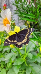 Papilio scamander