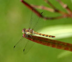 Sympetrum striolatum