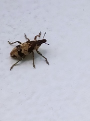 Bothynoderes affinis
