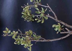 Diospyros lycioides lycioides