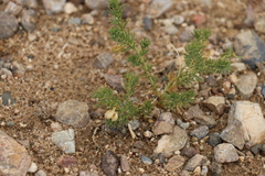 Peganum nigellastrum
