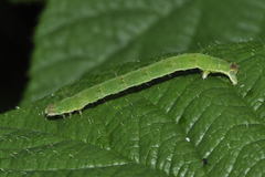 Mesoleuca albicillata