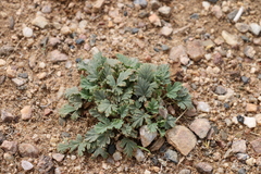 Erodium tibetanum
