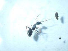 Formica lemani