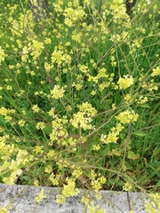 Rapistrum rugosum