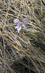 Moraea stricta