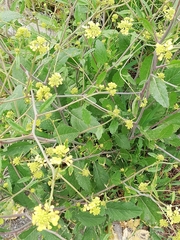 Rapistrum rugosum