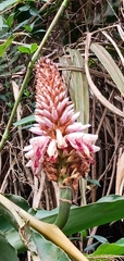 Alpinia sessiliflora