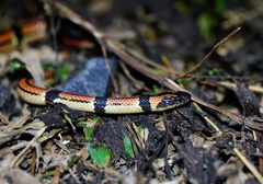 Sinomicrurus japonicus
