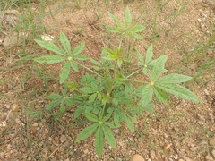 Tarenaya longicarpa