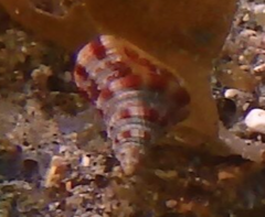 Maurea pellucida