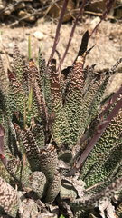 Gasteria carinata
