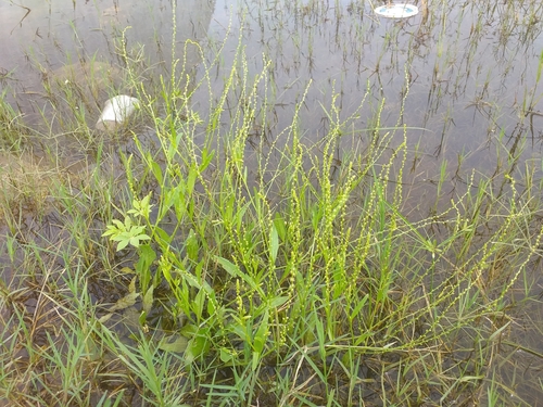 Microtea celosioides (Microtea celosioides)