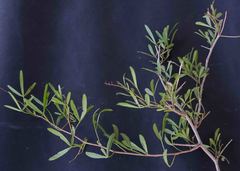 Searsia ciliata