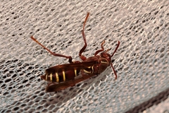 Polistes fastidiosus