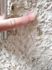 Coenotephria