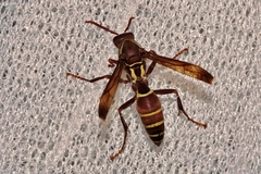 Polistes fastidiosus