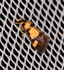 Deuterarcha xanthomela