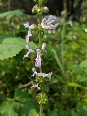 Stachys geobombycis