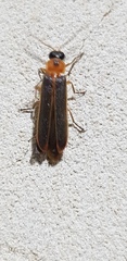 Lampyroidea syriaca