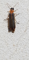 Lampyroidea syriaca