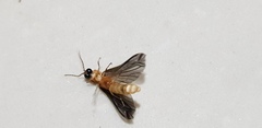 Lampyroidea syriaca