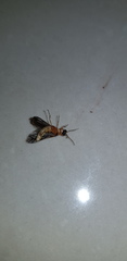 Lampyroidea syriaca