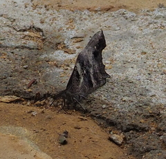 Libythea laius