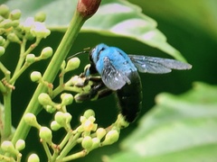 Xylocopa caerulea