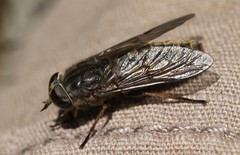 Hybomitra frontalis