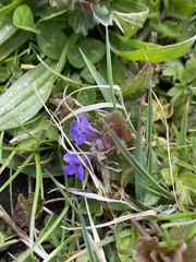 Glechoma hederacea