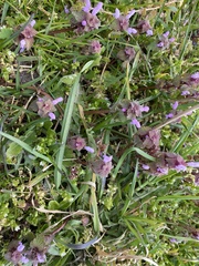 Glechoma hederacea