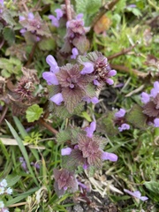 Glechoma hederacea