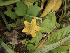 Ranunculus sieboldii