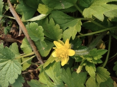 Ranunculus sieboldii