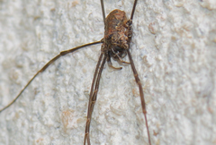 Dasylobus graniferus