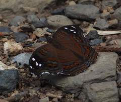 Junonia natalica