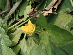 Ranunculus sieboldii