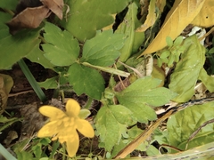 Ranunculus sieboldii
