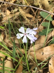 Phlox nivalis