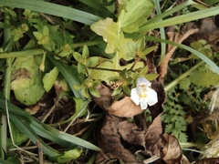 Mazus pumilus