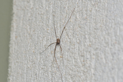 Dasylobus graniferus