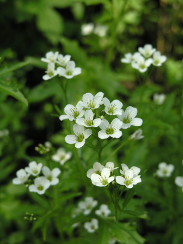 Cardamine amara (Cardamine amara)