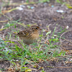 Ammodramus savannarum