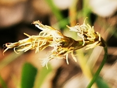Carex praecox