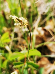Carex praecox