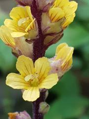 Alectra orobanchoides