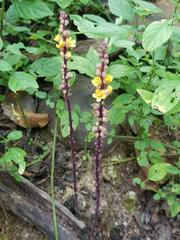 Alectra orobanchoides